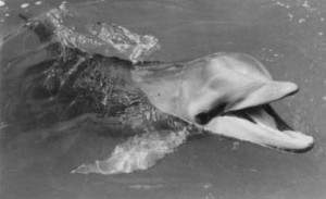 Flipper - der Freund aller Kinder: Die Filmmusik komponierte 1963 H.W. (PD-PRE 1978 NBC Television)