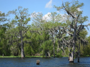 Diese Landschaft lernten die französischsprachigen Einwanderer aus Kanada in ihrem neuen Siedlungsgebiet in Louisiana kennen - wo auch die Cajun Music seither gepflegt wird (Tour mit Ernesto Couret, )