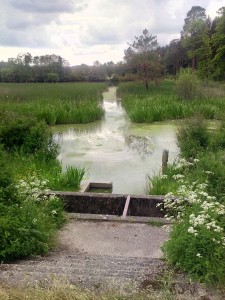 An diesem großen Teich in der Föritzaue erklingt das Quarren zahlreicher Frösche - eine durchaus der Musik vergleichbare angenehme Naturgeräuschkulisse für die Vorübergehenden (Agnieszka Mederer).