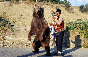 Beim Tierschutz zu Recht nicht beliebt: Der Tanzbär war in den letzten Jahrhundert zum Einsatz folkloristischer (Fiddel-)Musik gerne gesehen wie hier in Bulgarien (um 1970; Bin im Garten 2012, p.d.).