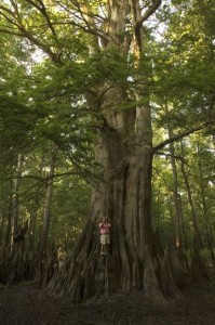 Ein Baum und Dvoraks Kammermusikwerk als Namensgeber: die Zypresse (Champion Cypress Tree Trail, White River Refugee, 25.7.2012, U.S. Fish and Wildlife Service Headquarters).
