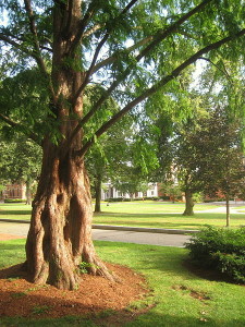 Auf dem Campus der  Tufts University in Medford (Massachusetts): Hier wirkt Melissa Grey seit 2004 als Composer in Residence (15.8.2010, Daderot, p.d.)