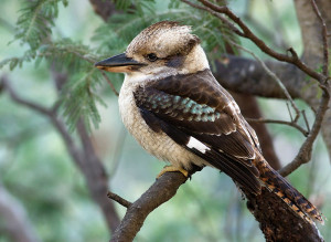 Dem in Europa exotischen Kookaburra (hier ein Exemplar von Tasmanien) widmete Phyllis Campbell (1891 - 1974) ein ungewöhnliches "Lullaby" (J.J. Harrison, Hobart, Waterworks Reserve, 23.6.2010, p.d.).