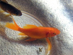 Die Bewegungen von Goldfischen im Wasser bilden die Grundlage für eine Performance-Komposition der Australierin Michaela Davies (Gray Dee, 5.4.2014, CC-Liz., p.d.).