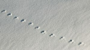 Schritte im neuen Jahr