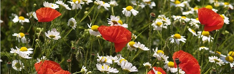 Haldenblumen aus Venedig?