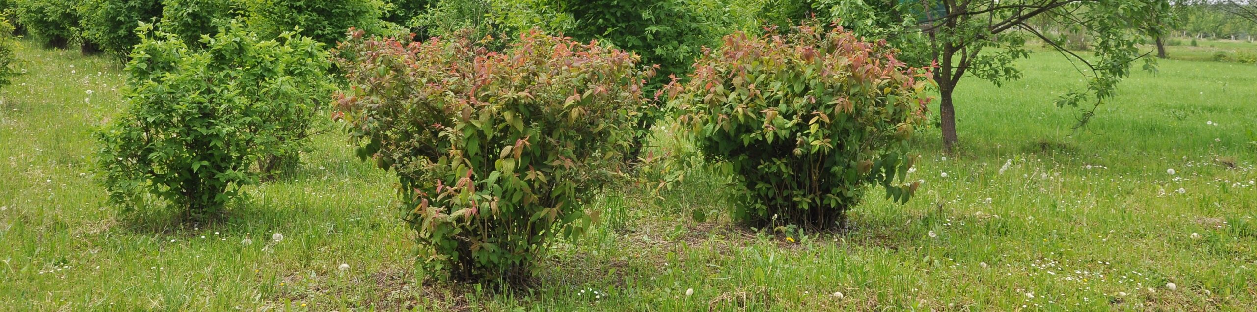 Auf der Neuen Folklorewelle